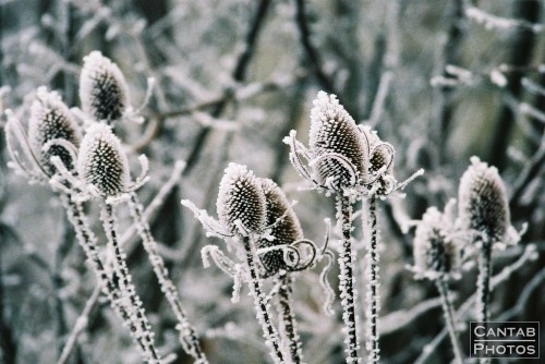 Winter Flora - Photo 3