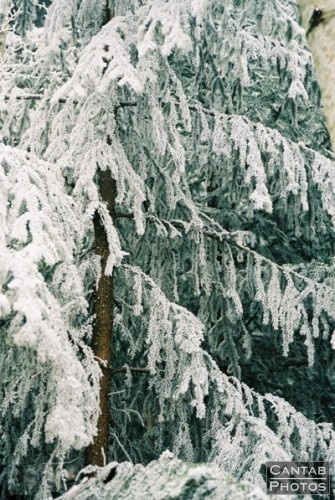 Winter Flora - Photo 4