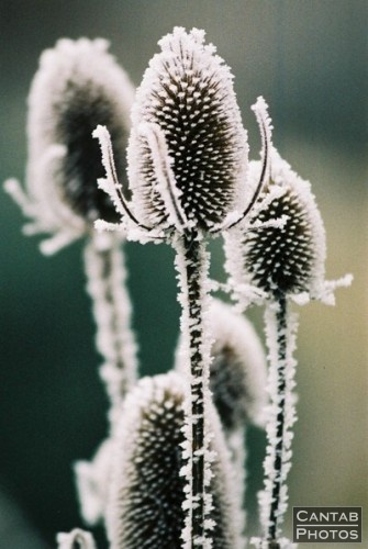 Winter Flora - Photo 6