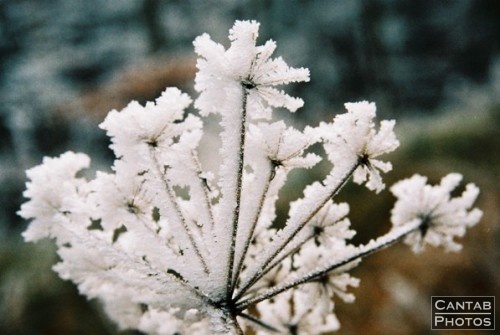 Winter Flora - Photo 9