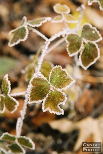 Winter Flora - Photo 10