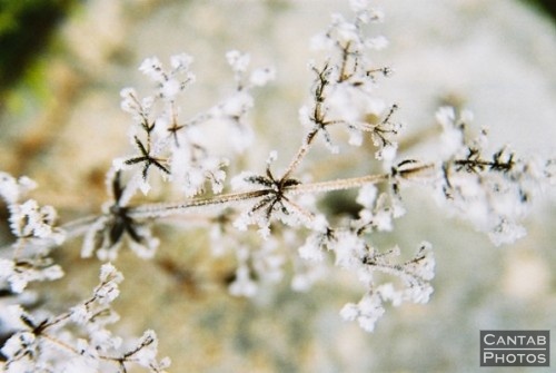Winter Flora - Photo 11