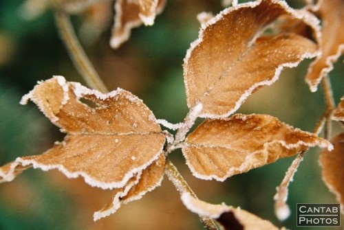 Winter Flora - Photo 12