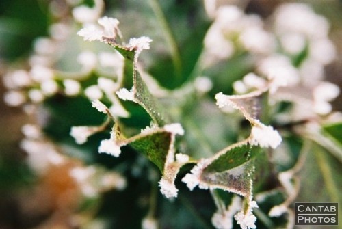 Winter Flora - Photo 13